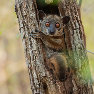 Kirindy - Red-tailed sportive lemur